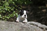 BOSTON TERRIER 225